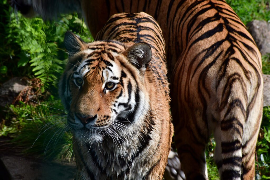 Two tigers at Kristiansand Zoo, Norway.. One tiger facing camera, one facing the other way.